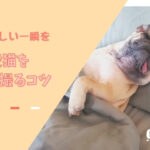 愛犬・愛猫をかわいく撮るコツ5選