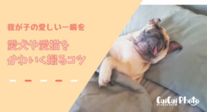 愛犬・愛猫をかわいく撮るコツ５選